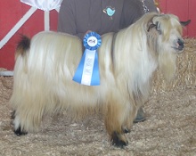 Bells Goats Patch